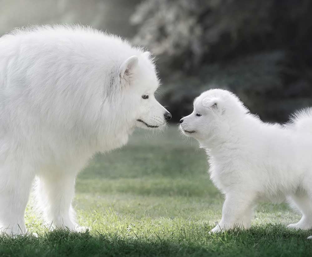  Cuccioli e Adulti possono mangiare lo stesso alimento?