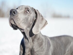 SOS Fabbisogno Giornaliero. Qual’è quello giusto per i Vostri pet?