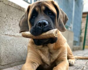 Puppy Food: qual’è la miglior dieta per i nostri cuccioli?