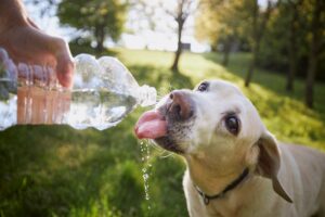 Arriva il caldo. Quali sono i segreti per un'estate pet-frendly?