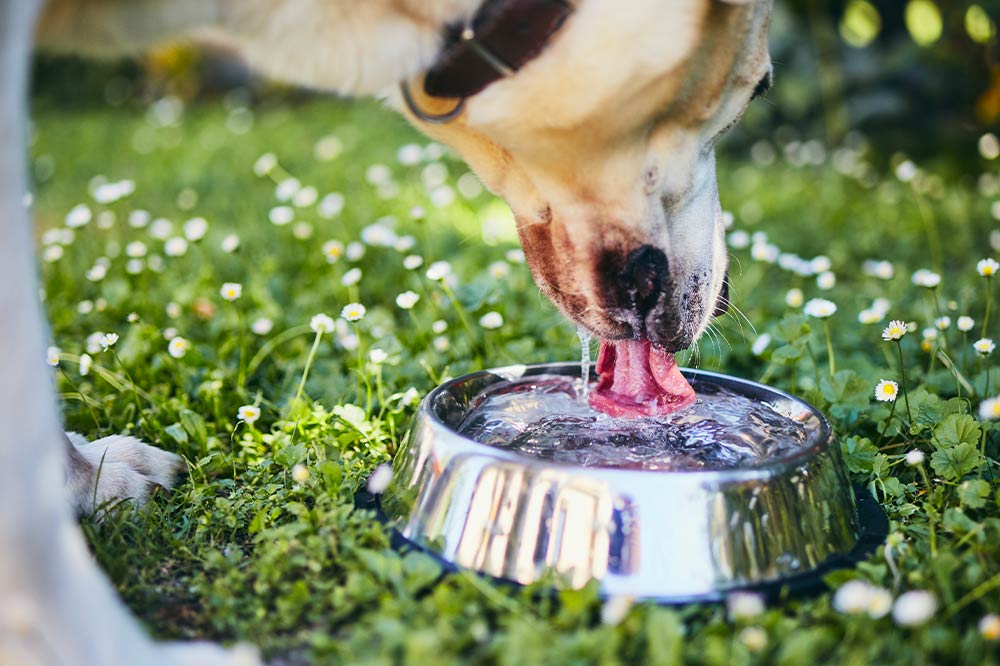 Il cane beve troppo