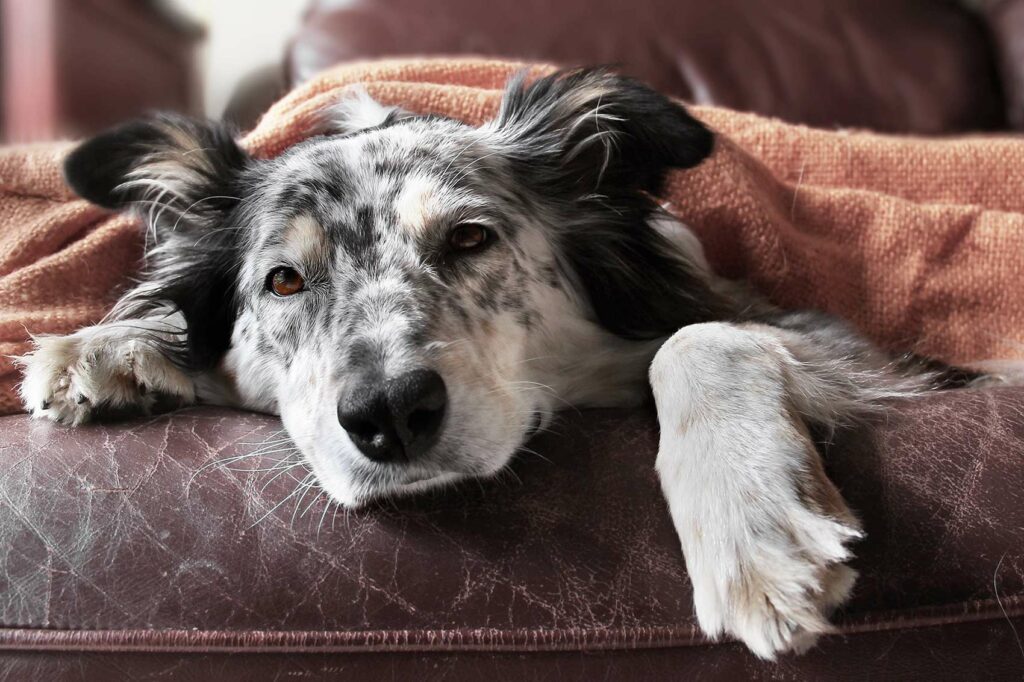 Salute di stomaco e intestino in pericolo? Ecco come aiutare il vostro cane