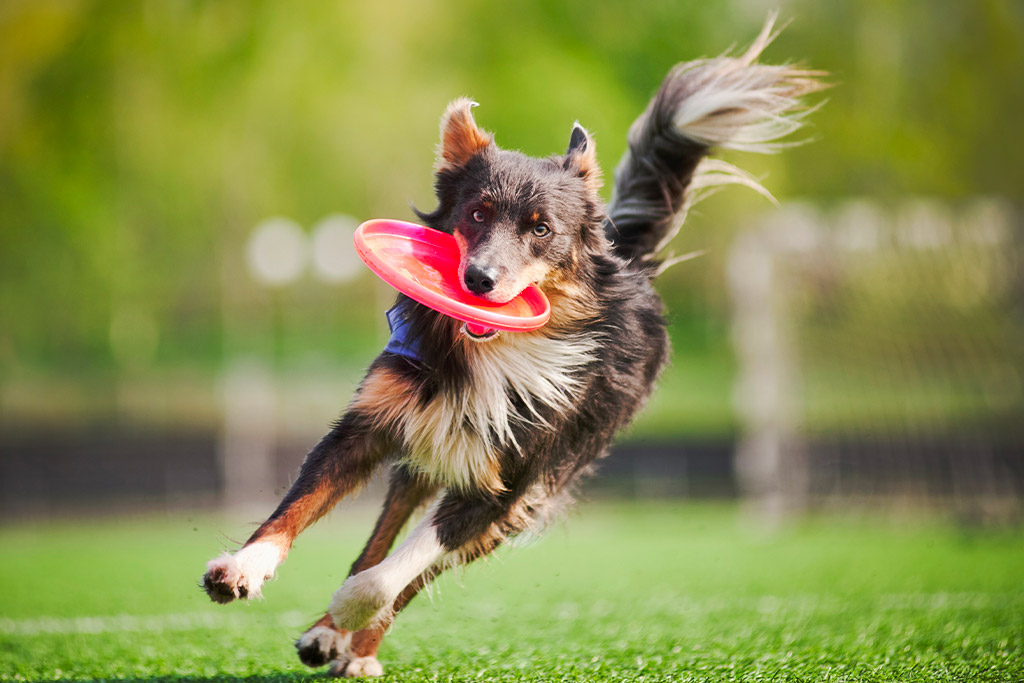 Il mio è un cane sportivo