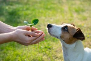 Area-Dog per l’ambiente: le scelte eco-friendly