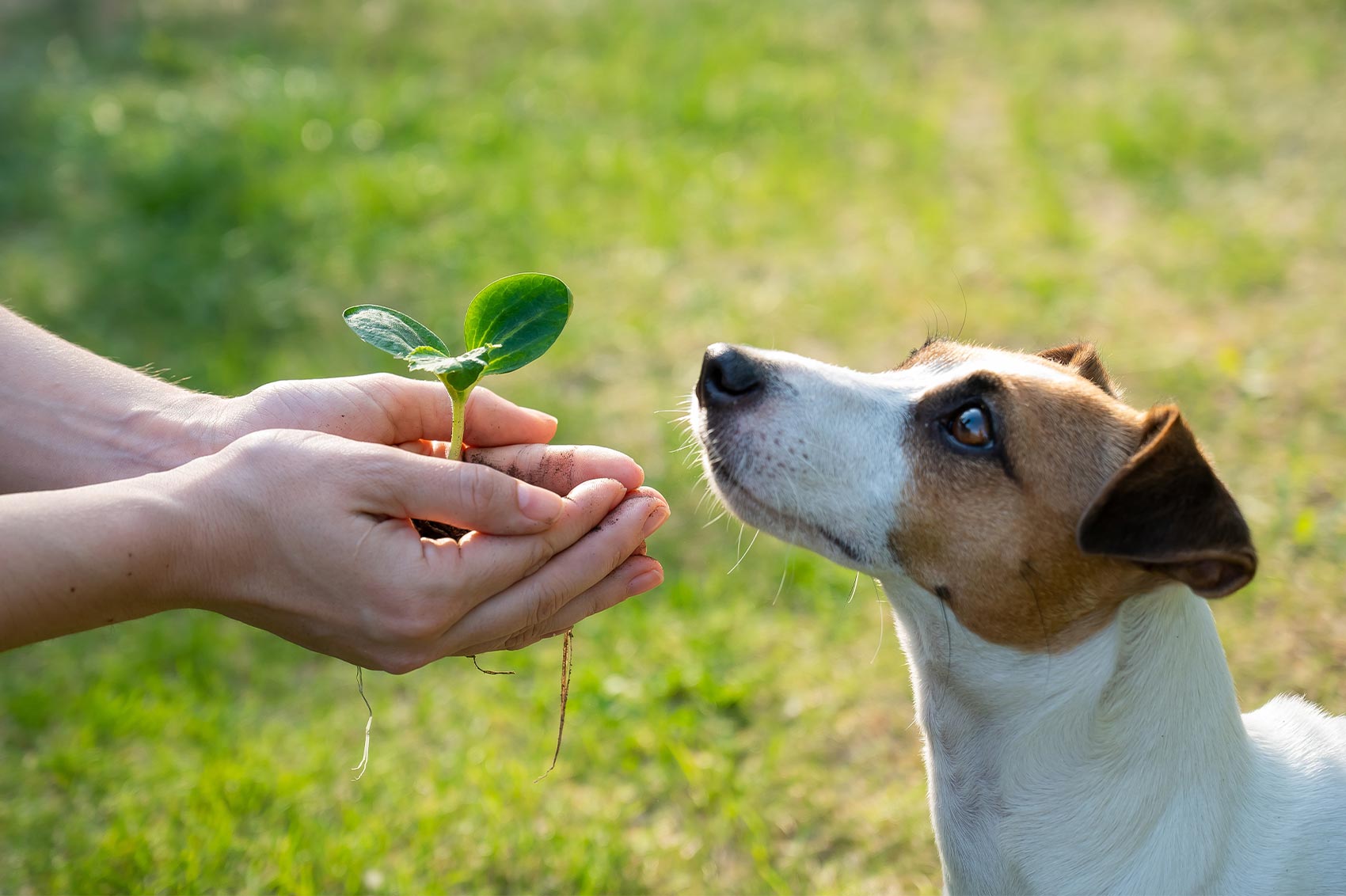Area-Dog per l’ambiente: le scelte eco-friendly - Area-Dog