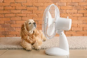 Cani e gatti mangiano meno in estate? Scopri cause e rimedi