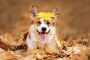 Back to (pet) life: Settembre con i nostri amici a quattro zampe