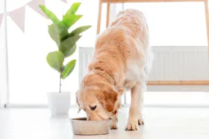 Torsione gastrica? La scelta del cibo può fare la differenza!