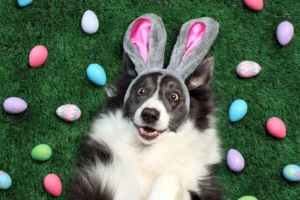 Pasqua a "quattro zampe"