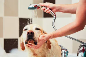 Ogni quanto lavare il cane? Manto, igiene e alimentazione