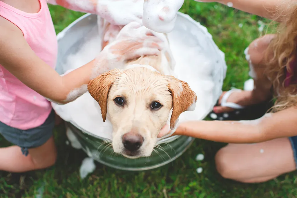 Lavare troppo il cane fa male?